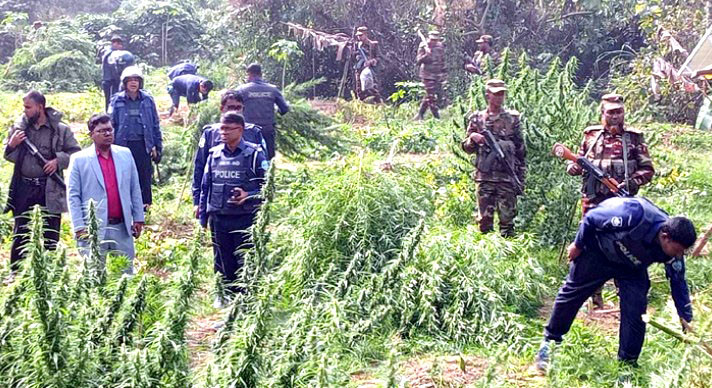 খাগড়াছড়ির গুইমারায় প্রায় ৩ একর গাঁজা ক্ষেত ধ্বংস করেছে প্রশাসন